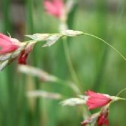 Dierama 'Coral Belle'