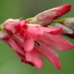 Dierama 'Coral Belle'