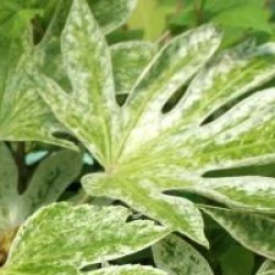 Fatsia japonica 'Spider's Web' - Aralia du Japon Spider's Web