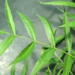 Fraxinus angustifolia 'Raywood' - Fr�ne raywood