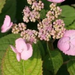 Hydrangea macrophylla 'La France'