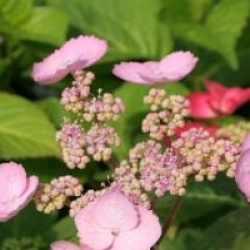 Hydrangea macrophylla 'La France' - Hortensia La France