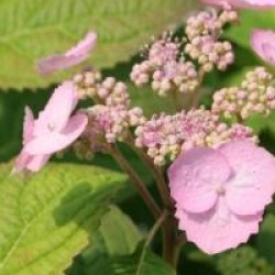 Hydrangea macrophylla 'La France'