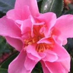 Camellia hiemalis 'Showa-No-Sakae'
