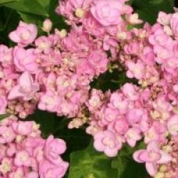 Hydrangea macrophylla 'Romance'