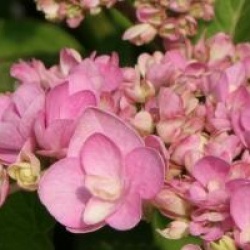 Hydrangea macrophylla 'Romance'