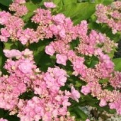 Hydrangea macrophylla 'Romance'
