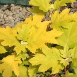 Hydrangea quercifolia Little Honey � 'Brihon'