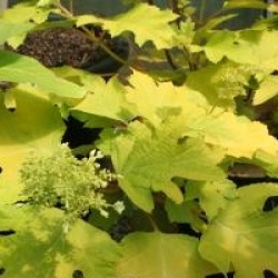 Hydrangea quercifolia Little Honey � 'Brihon'