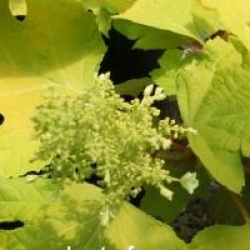 Hydrangea quercifolia Little Honey � 'Brihon'