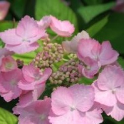 Hydrangea serrata 'Cap Sizun' 