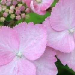 Hydrangea serrata 'Cap Sizun' 