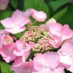 Hydrangea serrata 'Cap Sizun' 