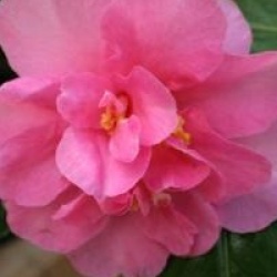 Camellia hiemalis 'Showa-No-Sakae'