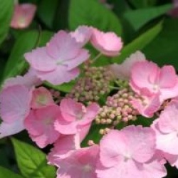 Hydrangea serrata 'Cap Sizun' 