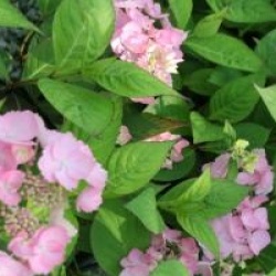 Hydrangea serrata 'Cap Sizun' 