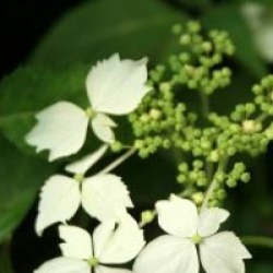 Hydrangea serrata 'Fuji-Nadeshiko'