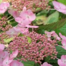 Hydrangea serrata 'Klaveren'