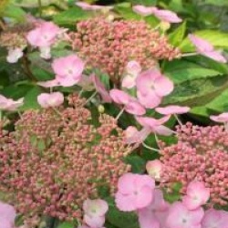 Hydrangea serrata 'Klaveren'