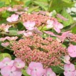 Hydrangea serrata 'Klaveren' - Hortensia � fleurs plates Klaveren