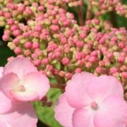 Hydrangea serrata 'Klaveren'