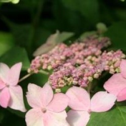 Hydrangea serrata 'Kuro-hime' - Hortensia � fleurs plates Kuro-hime