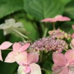 Hydrangea serrata 'Kuro-hime'