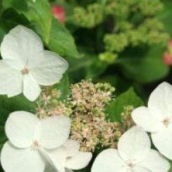 Hydrangea scandens 'Mine No Yuki' 