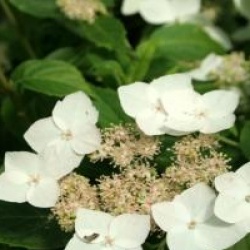 Hydrangea scandens 'Mine No Yuki' 