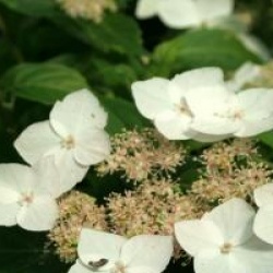 Hydrangea scandens 'Mine No Yuki' 