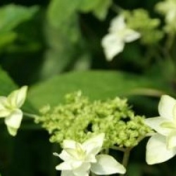 Hydrangea serrata 'Shiro Ogi'