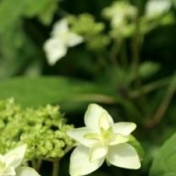 Hydrangea serrata 'Shiro Ogi'