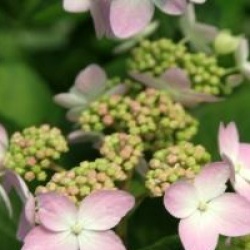 Hortensia � fleurs plates Tiara