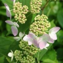 Hydrangea serrata 'Tiara'