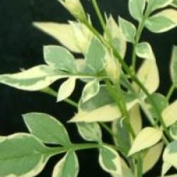 Jasminum officinalis 'Argenteovariegatum'