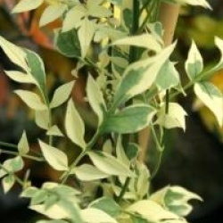 Jasminum officinalis 'Argenteovariegatum'