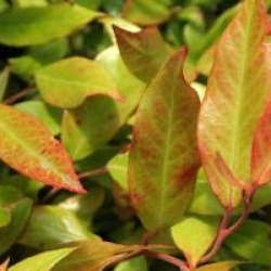 Leucothe Red Leaf