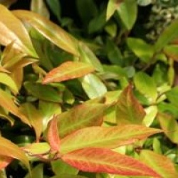 Leucothoe fontanesiana 'Red Leaf'
