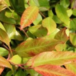 Leucothoe fontanesiana 'Red Leaf'