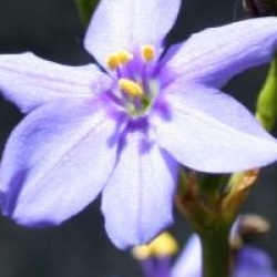 Libertia Caerulescens - Libertia Caerulescens