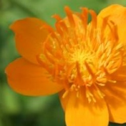 Trollius chinensis 