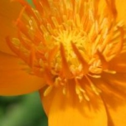 Trollius chinensis 