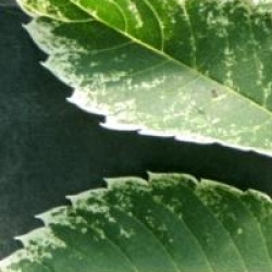 Zelkova serrata 'Variegata'