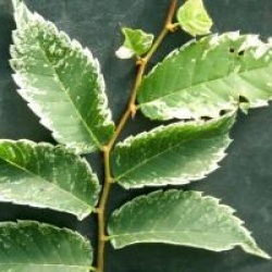 Zelkova serrata 'Variegata'