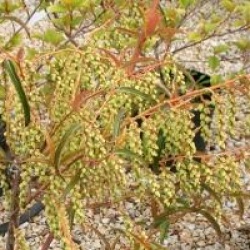 Stachyurus salicifolius