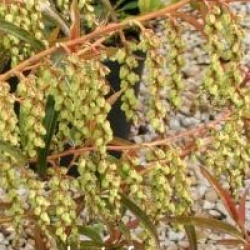 Stachyurus salicifolius
