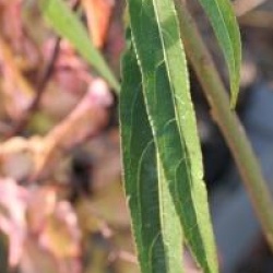 Stachyurus salicifolius