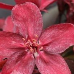 Malus 'Royalty'