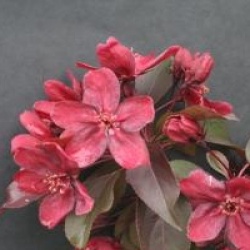 Malus 'Royalty'