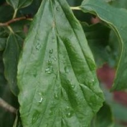 Parrotia persica 'Pendula' - Parrotie pleureur
